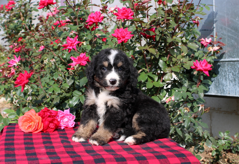 puppy, for, sale, Bernedoodle, Matthew B. Stoltzfus, dog, breeder, Gap, PA, dog-breeder, puppy-for-sale, forsale, nearby, find, puppyfind, locator, puppylocator, aca